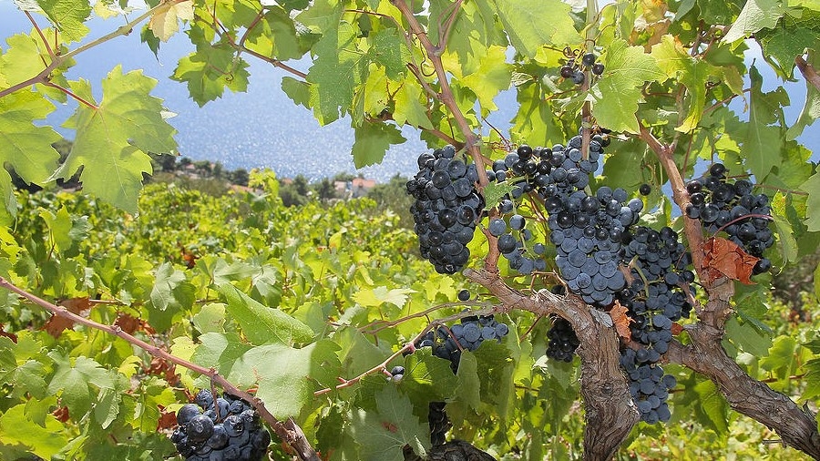 Vineyard in Croatia