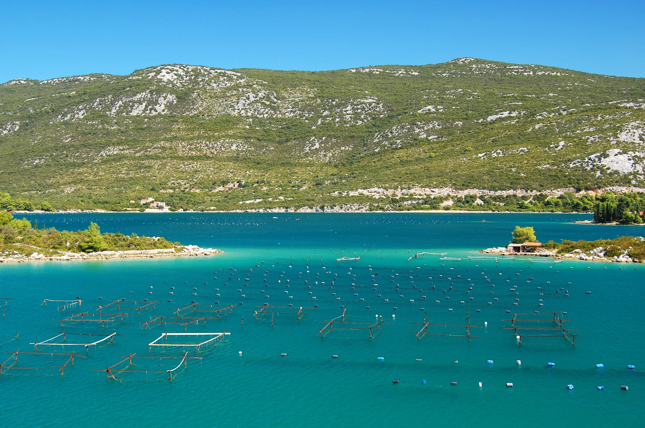 Ston Oysters Croatia